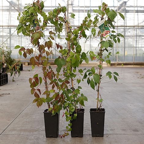 Parthenocissus tricuspidata 'Veitchii Robusta'