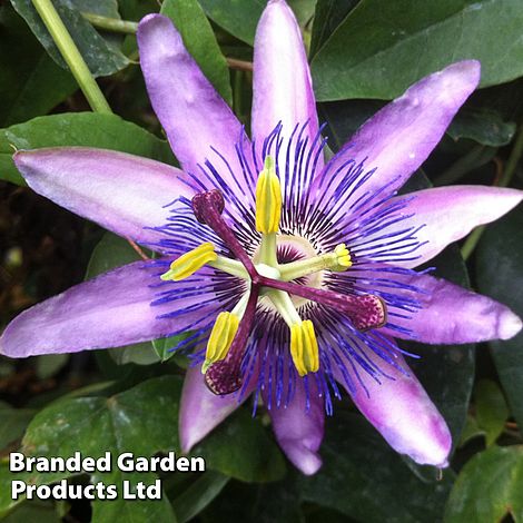 Passiflora (Passion Flower) 'Lavender Lady'