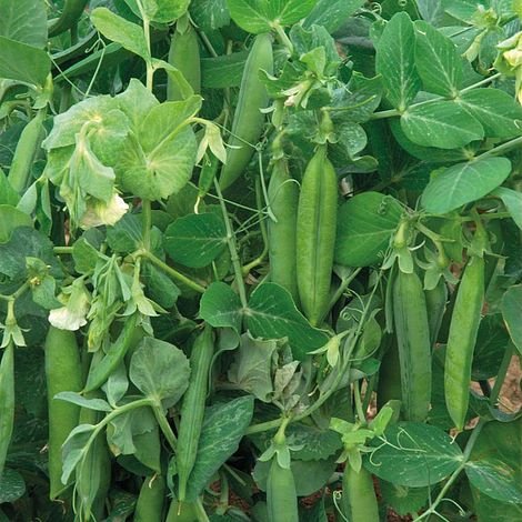 Pea 'Alderman' (Maincrop) - Heritage