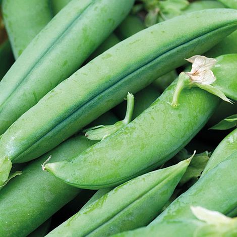 Pea 'Jumbo' (Maincrop)