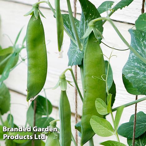 Pea 'Champion Of England' (Maincrop)