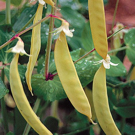 Pea 'Golden Sweet' (Mangetout)