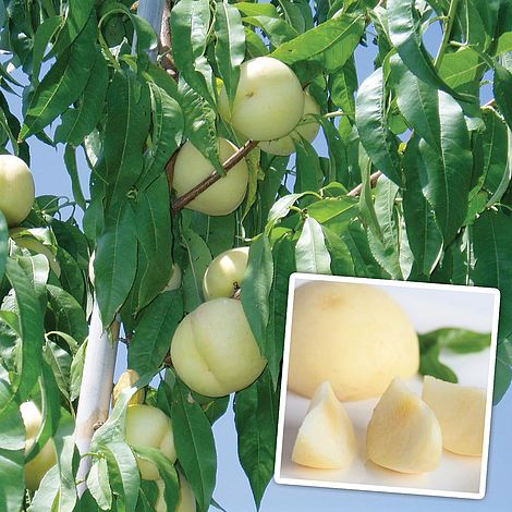 9cm Plant Dwarf Fruit Tree ICE Peach Gelo Peach-Me White.