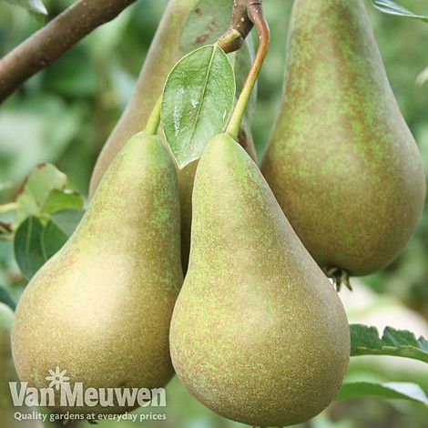 Pear 'Conference'