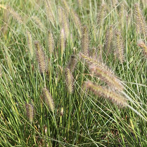 Pennisetum alopecuroides