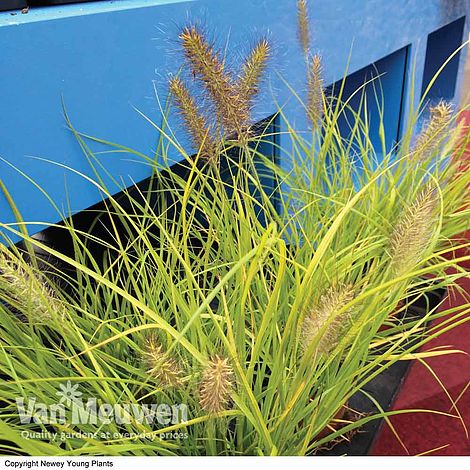 Pennisetum alopecuroides 'Hameln Gold'