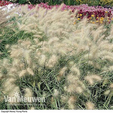 Pennisetum alopecuroides 'Hameln'