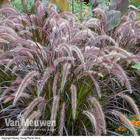 Pennisetum x advena 'Rubrum'