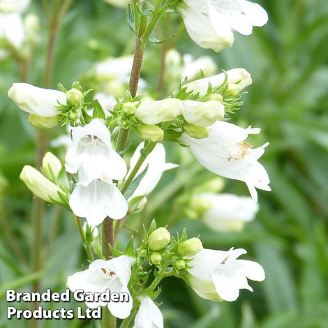 Penstemon 'Pensham Arctic Fox'