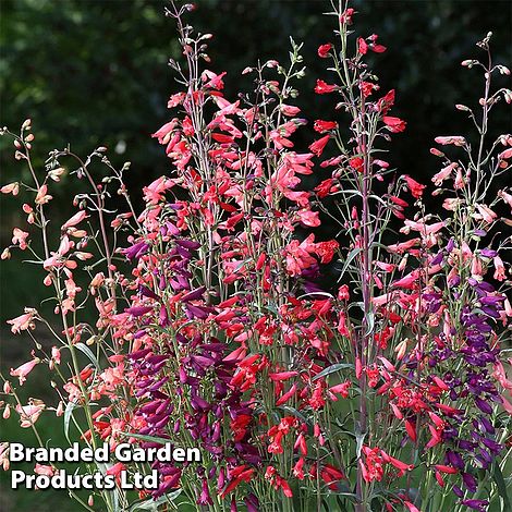 Penstemon barbartus 'Twizzle'