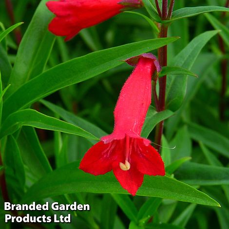 Penstemon 'Windsor Red'