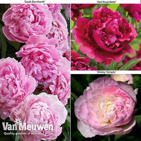Peony Trio