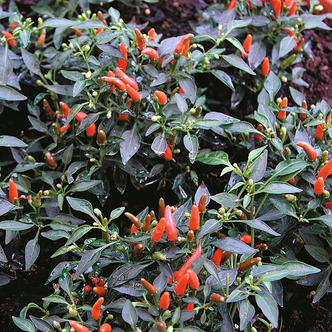 Chilli Pepper 'Demon Red' (Very Hot)