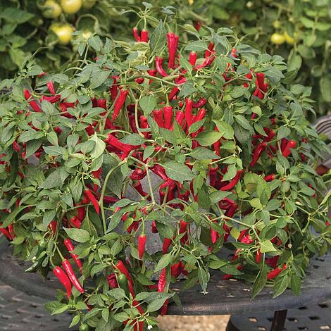 Chilli Pepper 'Cayennetta' F1 Hybrid