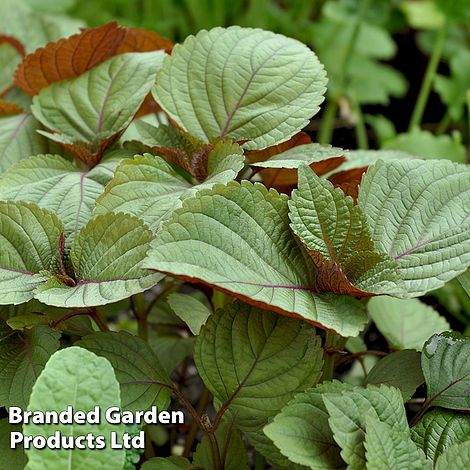 Perilla frutescens 'Britton'