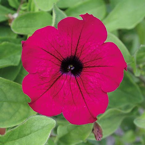 Petunia 'Trailing Surfinia Purple'