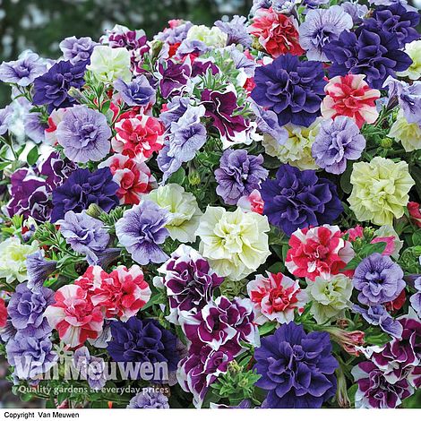 Nurseryman's Choice Petunia Collection