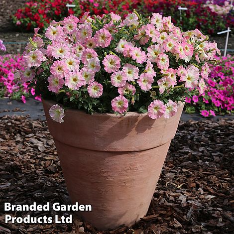 Petunia hybrida 'Alenka' F1