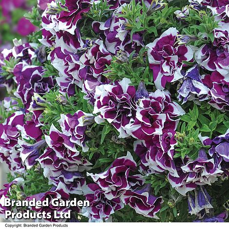 Garden Plants for Sale Online in the UK Van Meuwen Van Meuwen