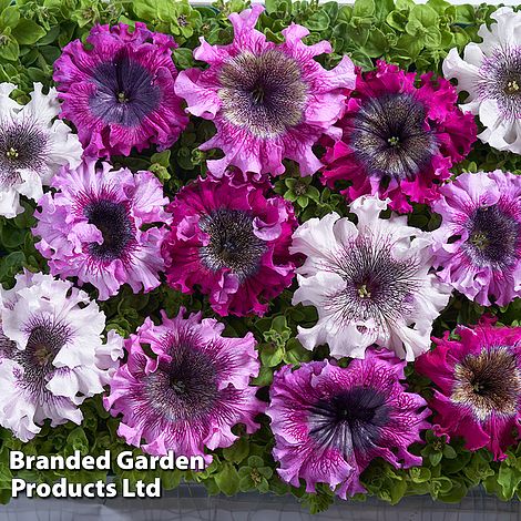 Petunia 'Superbissima Triumph Mix'