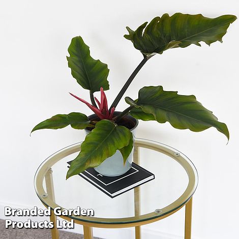 Philodendron 'Caramel'