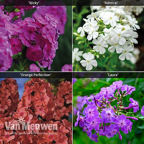 Phlox 'Fragrant Collection'