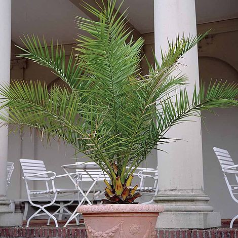 Phoenix Palm