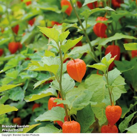 Chinese Lantern (VM Seeds)