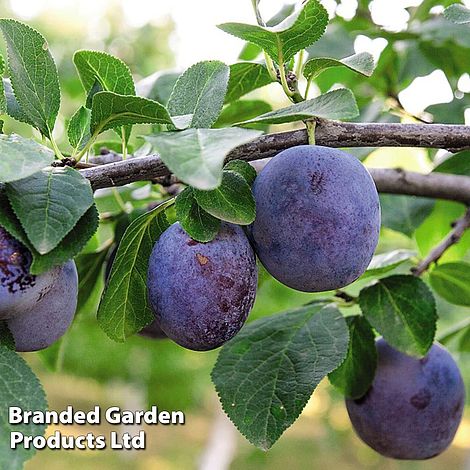 Plum Black Amber (Mini Fruit Tree)