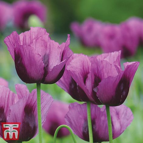 Poppy 'Hungarian Blue'