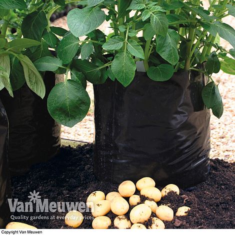 How to grow potatoes in potato bags with Van Meuwen 