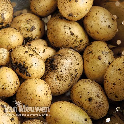 Potato 'Maris Piper'