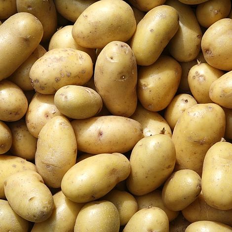 Potato 'Belle De Fontenay'
