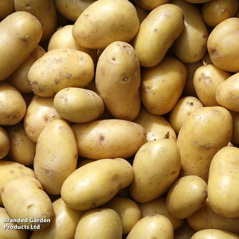 Potato 'Belle De Fontenay'