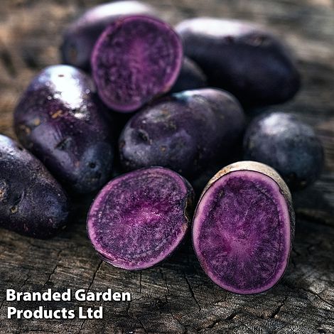 Potato 'Blue Annelise'