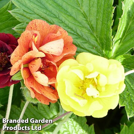 Potentilla atrosanguinea 'Fireball'