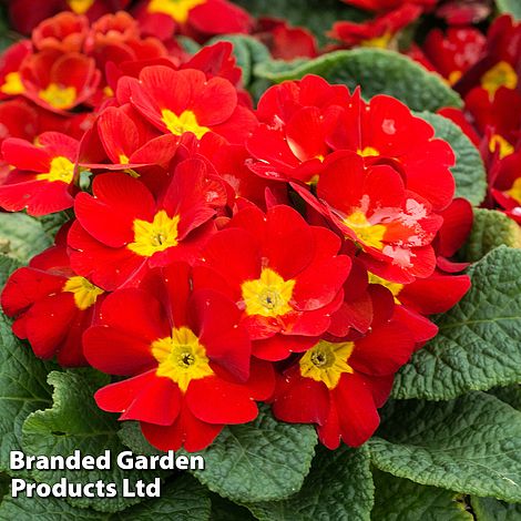 Primrose 'Best Red'