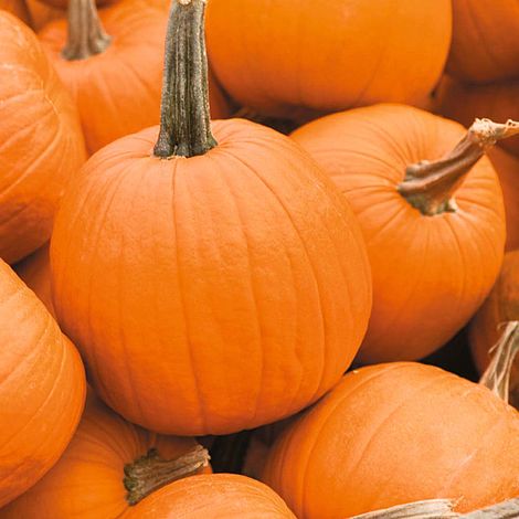 Pumpkin 'Jack of All Trades'