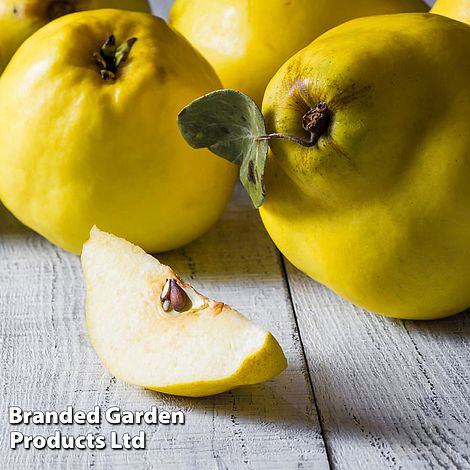 Quince 'Vranja' (patio)