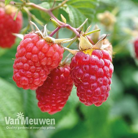 Raspberry 'Glen Prosen' (Summer fruiting)