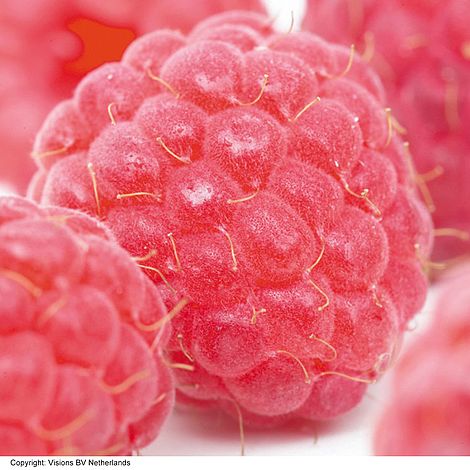 Raspberry 'Imara' (Autumn fruiting)
