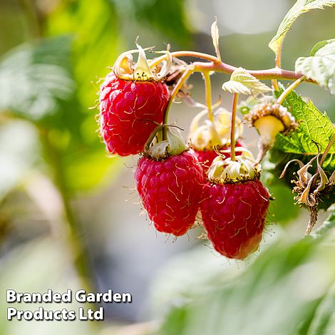 Raspberry 'Malling Promise'