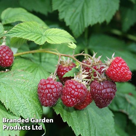 Raspberry 'Summer Lovers Early'