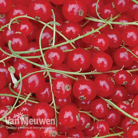 Redcurrant 'Rovada'