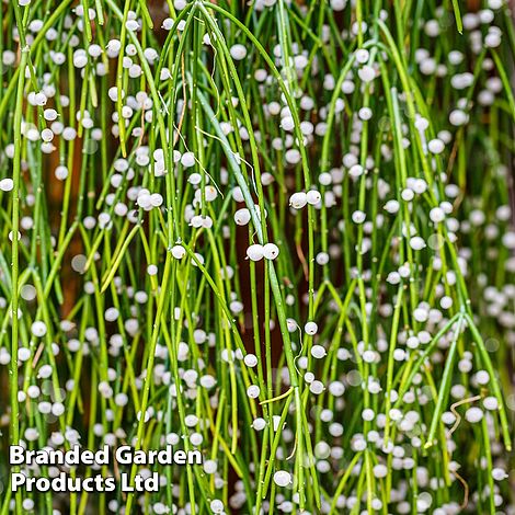 Rhipsalis baccifera 'Oasis'