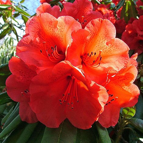 Azalea 'Geisha Orange'