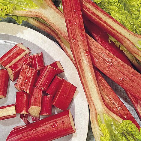 Rhubarb 'Glaskin's Perpetual'