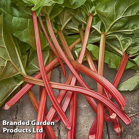 Rhubarb Goliath