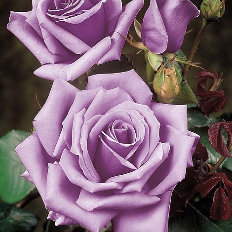 Rosa Blue Moon (Hybrid Tea Rose)