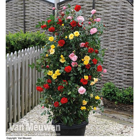 Rose '3-in-1' Collection (Climbing Rose)